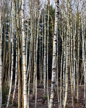 Load image into Gallery viewer, 230 Shampoo Birch 240 ml