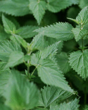Load image into Gallery viewer, 233 Conditioner Nettle 240 ml