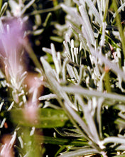 Laden Sie das Bild in den Galerie-Viewer, 298 Körpercreme Salbei/Rosmarin/Lavendel, 200 G