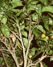 Laden Sie das Bild in den Galerie-Viewer, 194 Hand- und Körperwaschmittel 240 ml Grapefruitblatt
